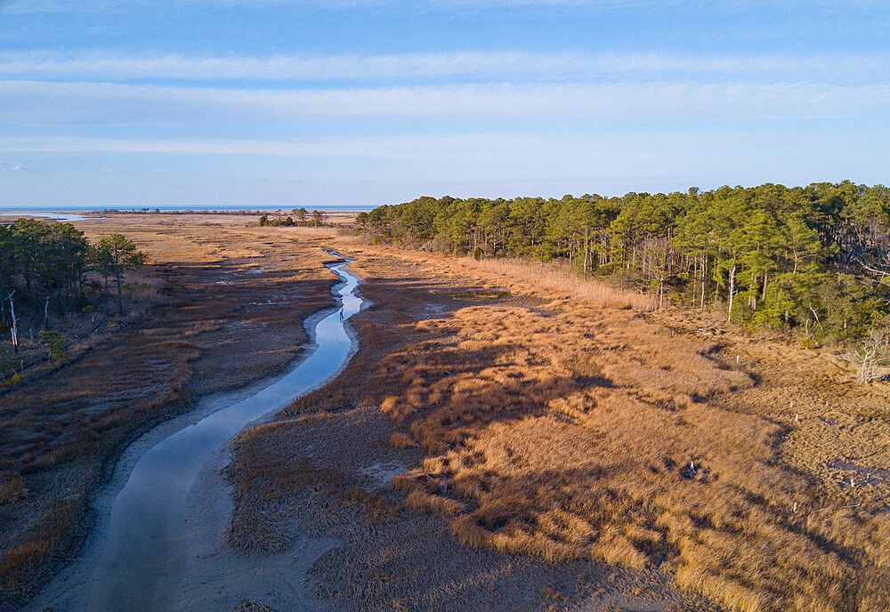 Chesapeake Bay salt marsh and loblolly pine trees, Hampton, Virginia, United States of America, North America