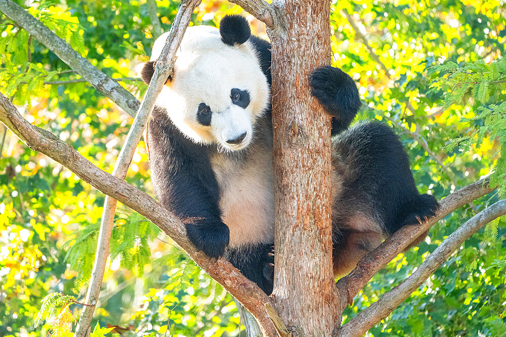 Bei Bei the Giant Panda climbs a tree in his enclosure at the Smithsonian National Zoo in Washington DC, United States of America, North America