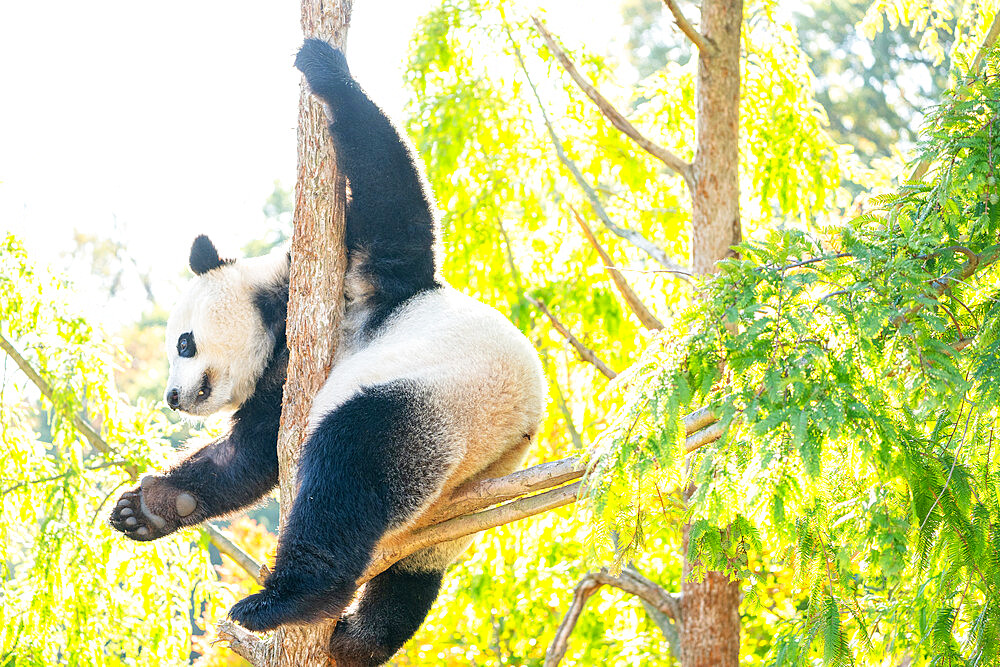 Bei Bei the Giant Panda climbs a tree in his enclosure at the Smithsonian National Zoo in Washington DC, United States of America, North America