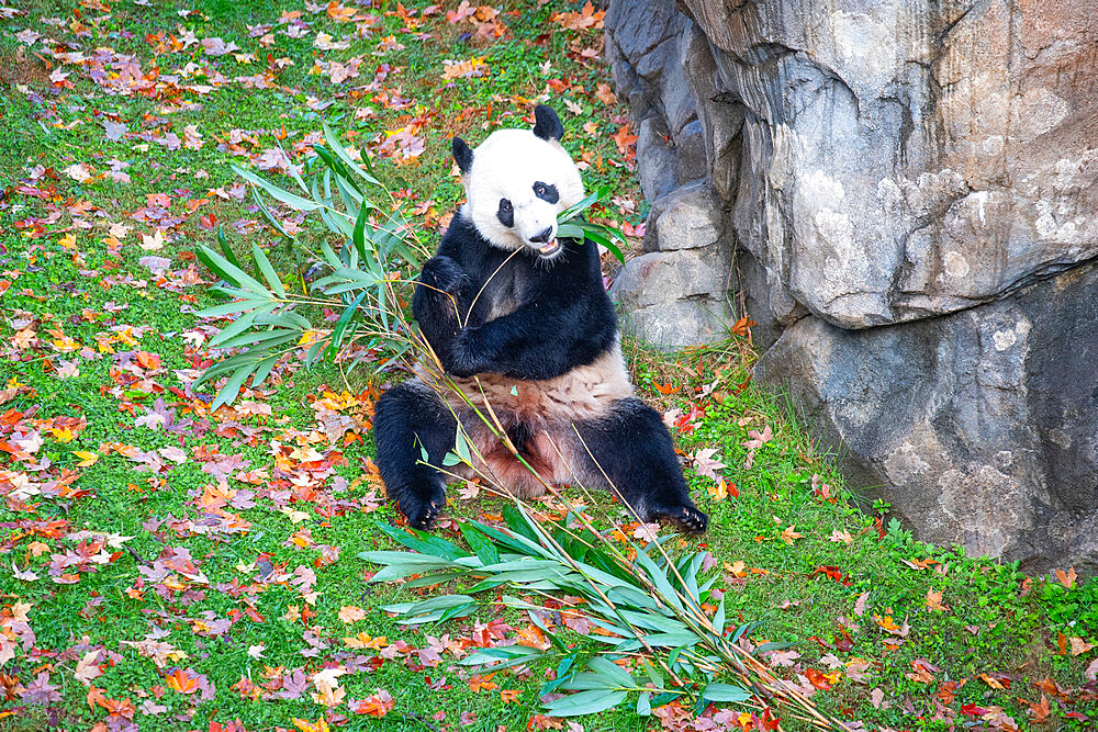 Bei Bei the Giant Panda eats bamboo in his enclosure at the Smithsonian National Zoo in Washington DC, United States of America, North America