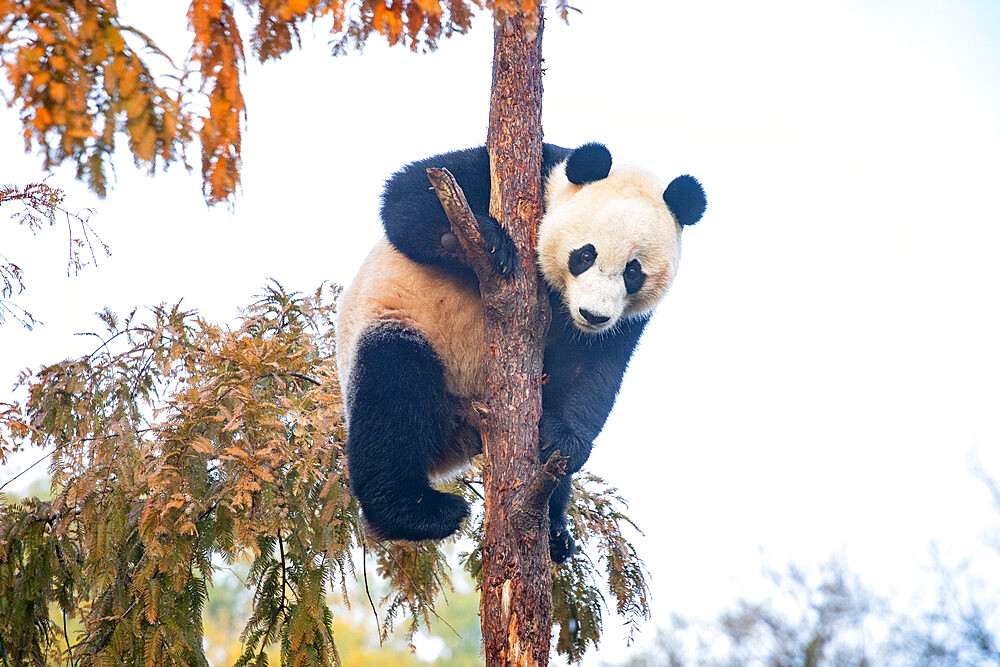 Bei Bei the Giant Panda climbs a tree in his enclosure at the Smithsonian National Zoo in Washington DC, United States of America, North America