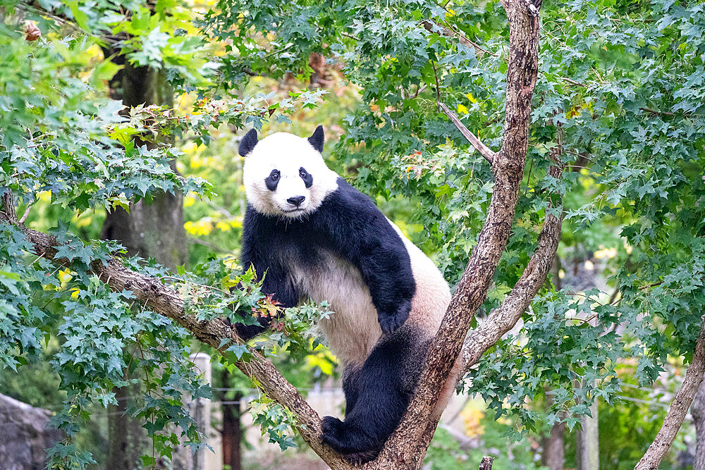 Bei Bei the Giant Panda climbs a tree in his enclosure at the Smithsonian National Zoo in Washington DC, United States of America, North America