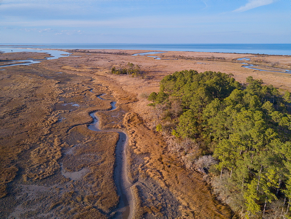 A creek at low tide winding through tidal salt marsh with Chesapeake Bay in the background, Virginia, United States of America, North America