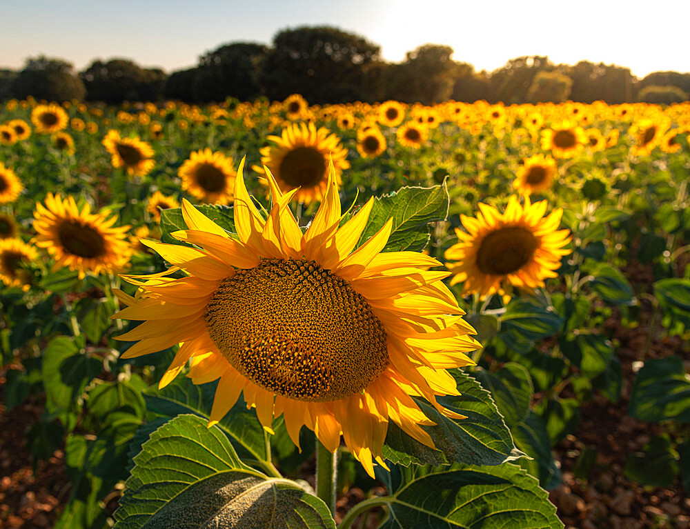 Sunflower field in Brihuega, Guadalajara, Spain, Europe