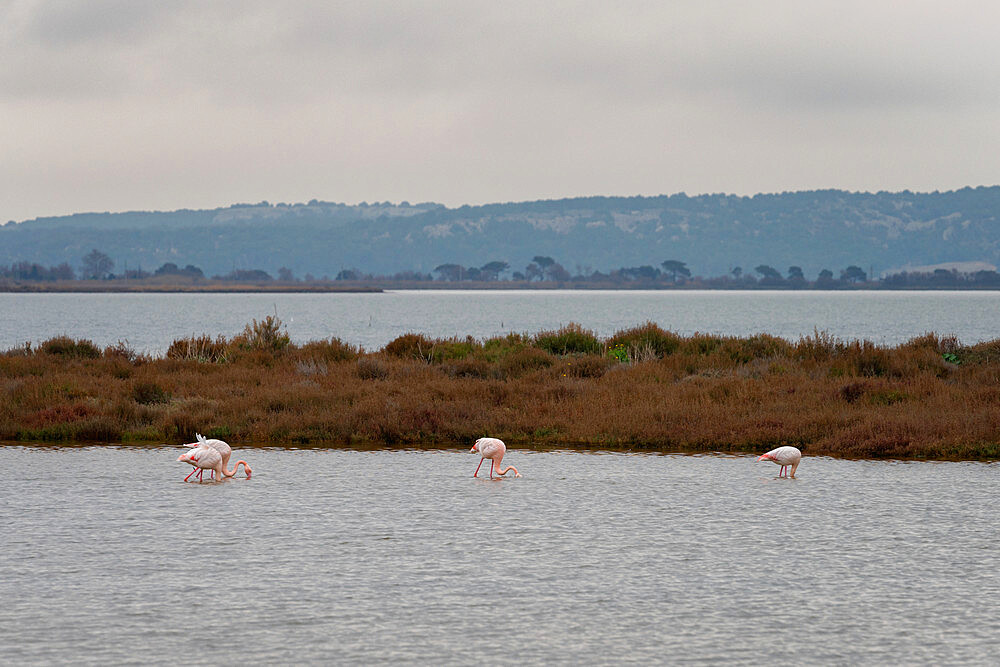 Purple flamingos on a natural reserve in the south of France on a cloudy day, Occitanie, France, Europe