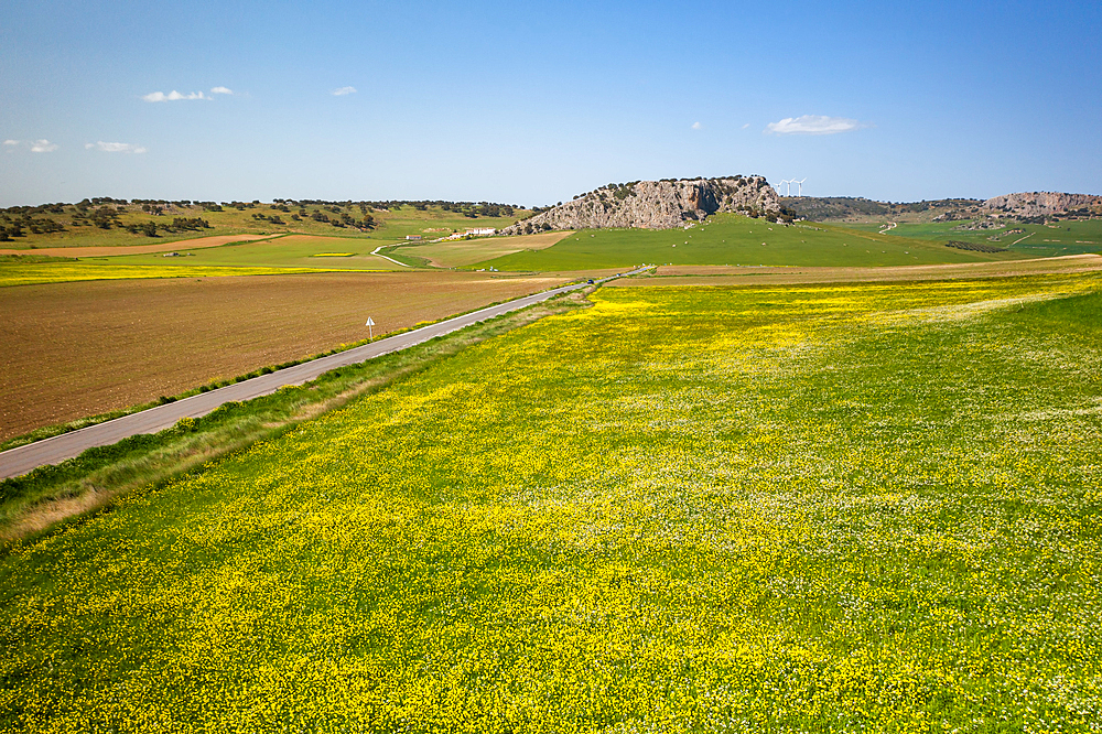 Drone aerial view of a road on a landscape with yellow flowers, Spain, Europe