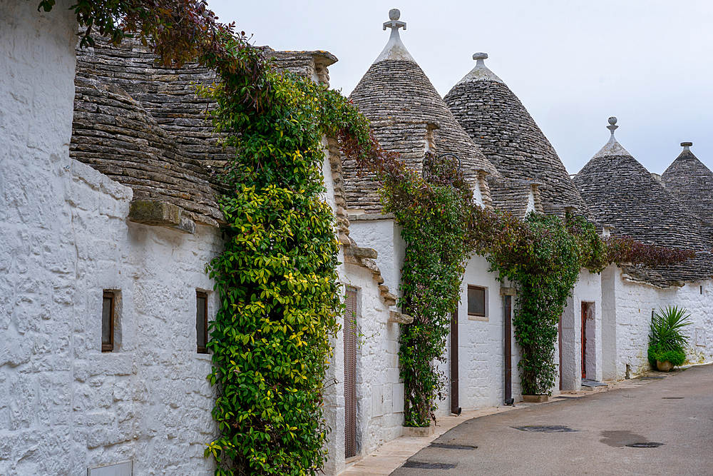 Alberobello iconic old Trullo and Trulli white houses with stone ceilings in conic shape, in Italy