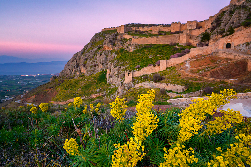 Acrocorinth historic castle on top of the mountain at sunset with Euphorbia characias Mediterranean spurge yellow flowers in Greece