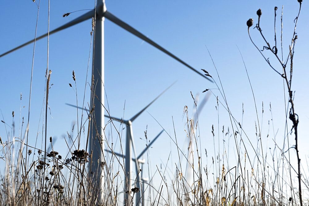 Looking up at a wind turbine through the undergrowth