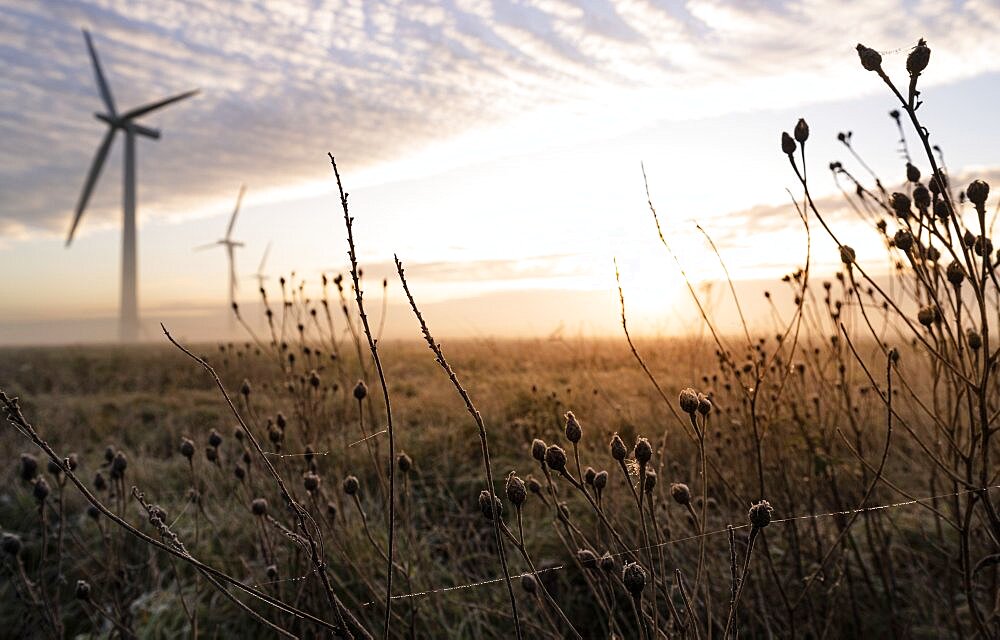 Frost covered meadow with three wind turbines in the distance at sunrise in the English countryside