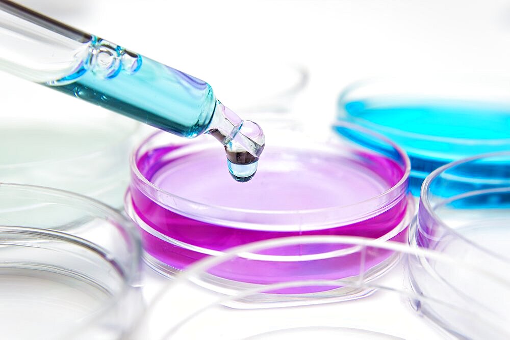 Pipette with drop of color liquid and petri dishes.