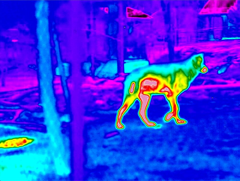 Wolf, Scabies Research, Thermogram