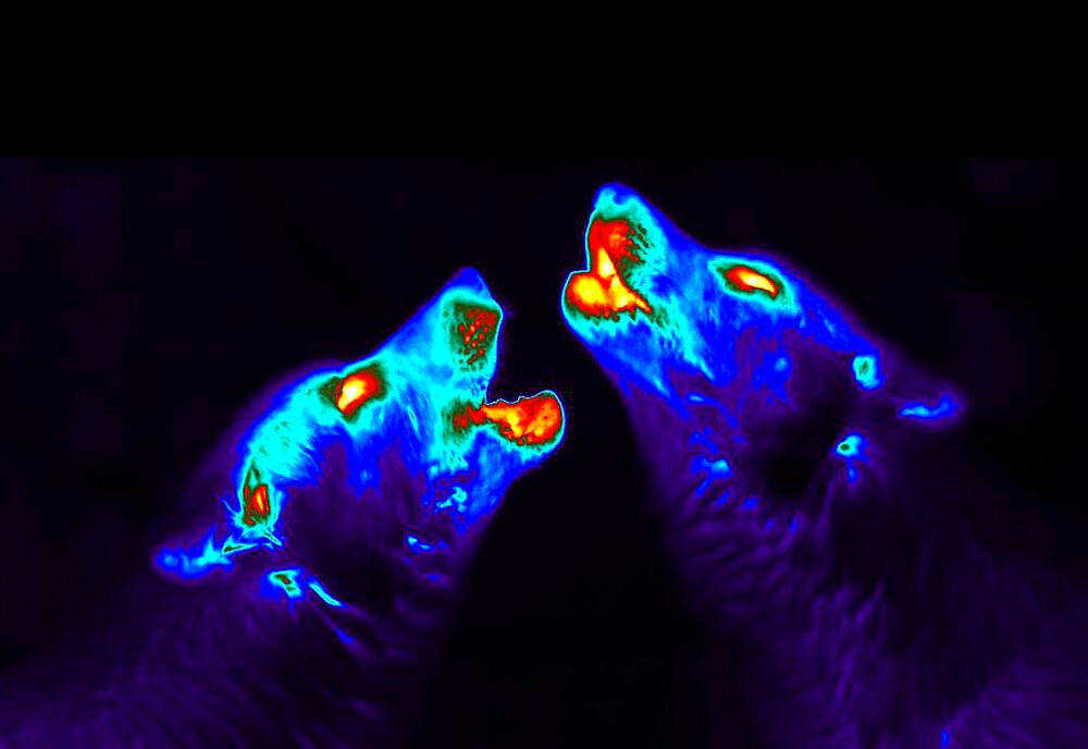 Howling Wolves, Scabies Research, Thermogram