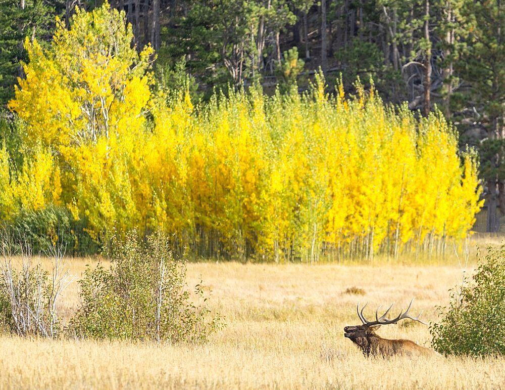 Bull Elk