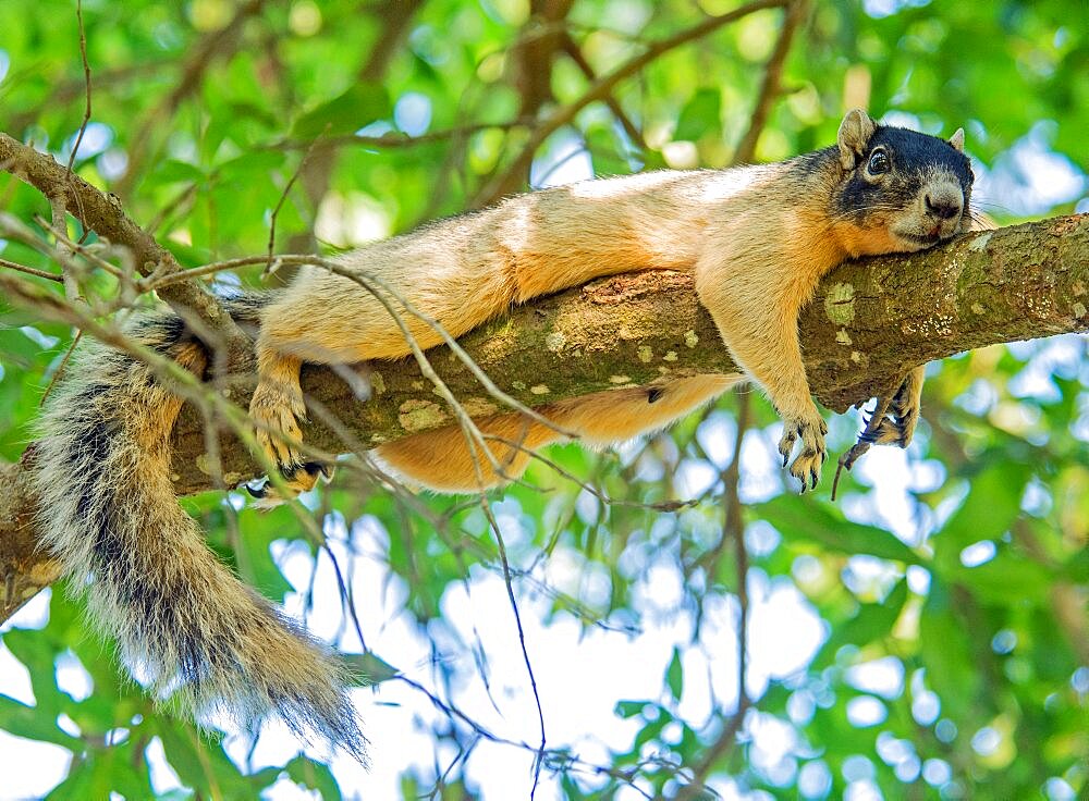 Sherman Fox Squirrel