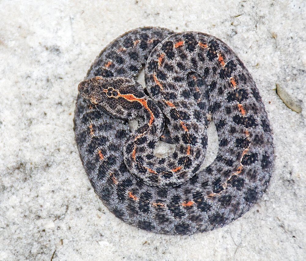 Dusky Pygmy Rattlesnake