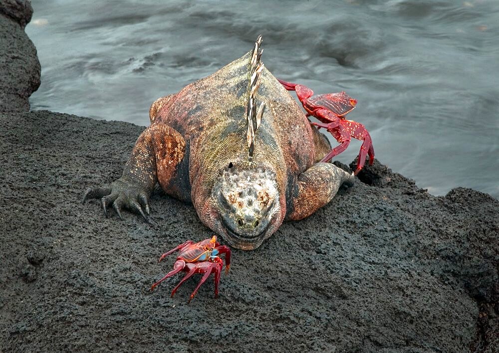 Marine Iguana and Sally Lightfoot Crabs