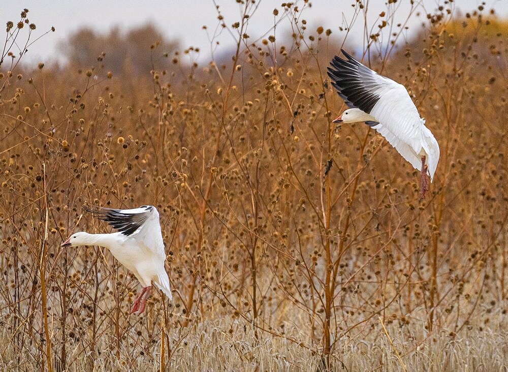 Snow geese in flight