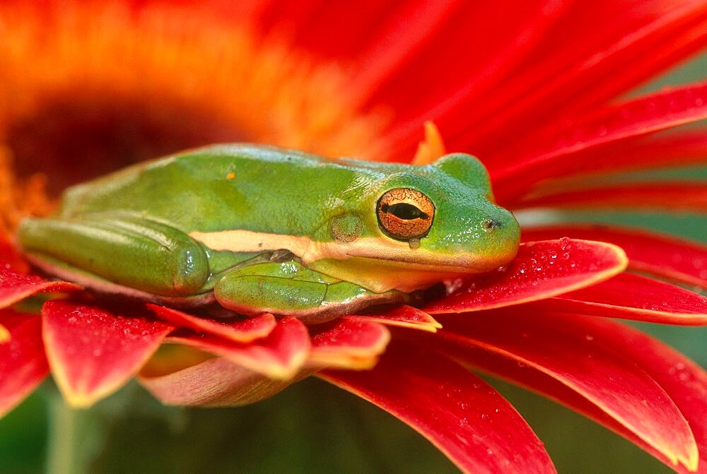 Green Tree Frog Resting