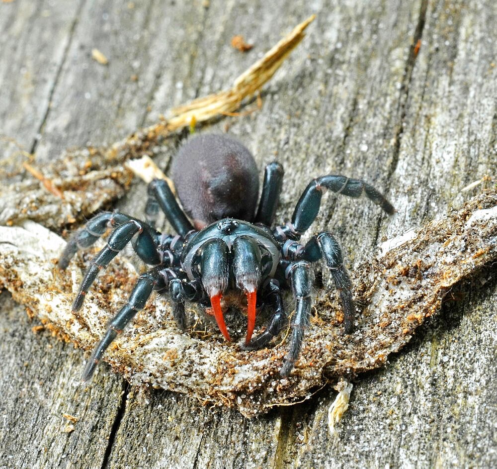 Red-legged Purse Web Spider (Sphodros rufipes)