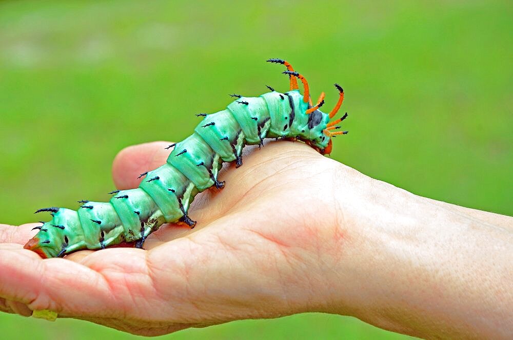 Hickory Horned Devil