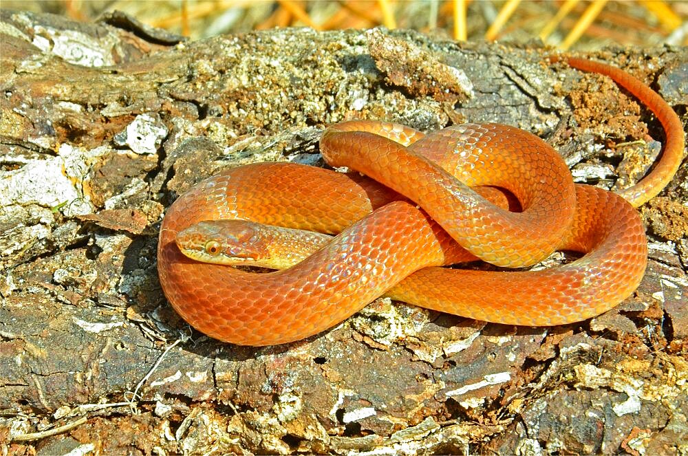 Pine Woods Snake