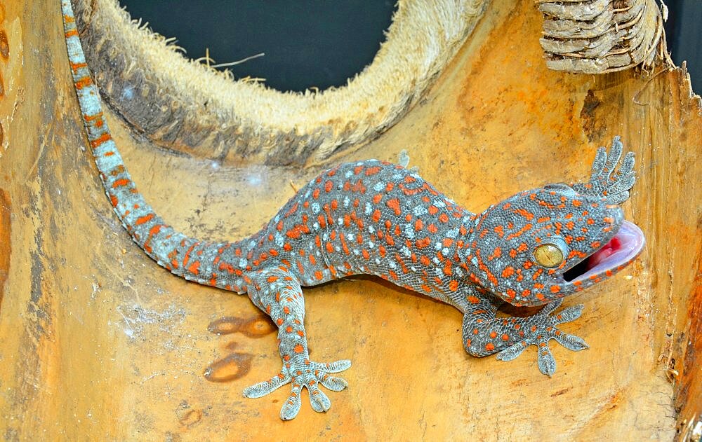 Tokay Gecko