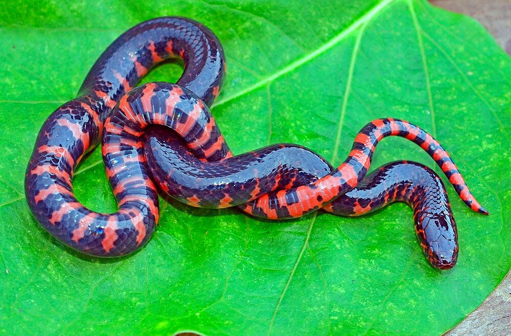 Mud Snake