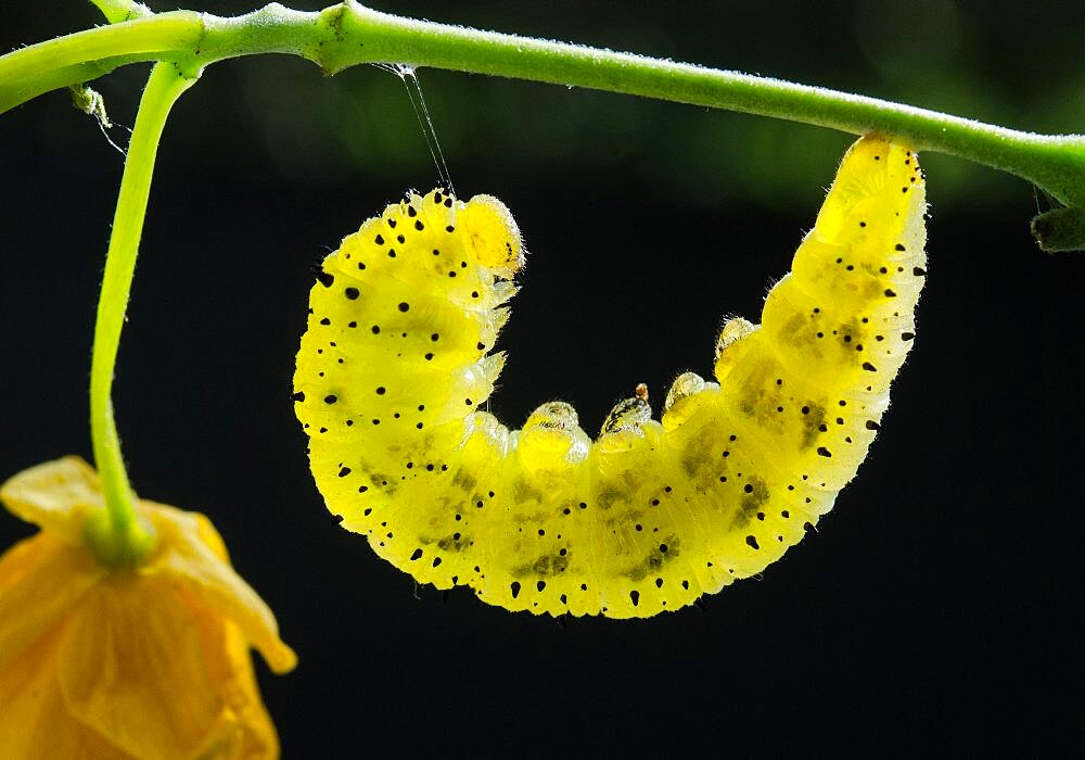 Orange-barred Sulphur caterpillar, pupating