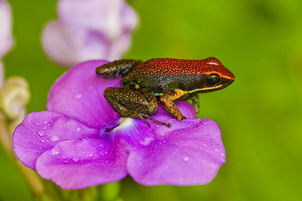 Sanguine Poison Frog