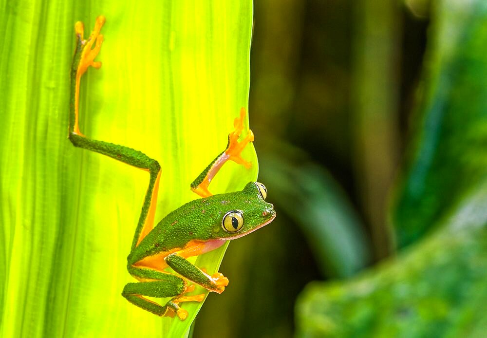 Monkey Treefrog