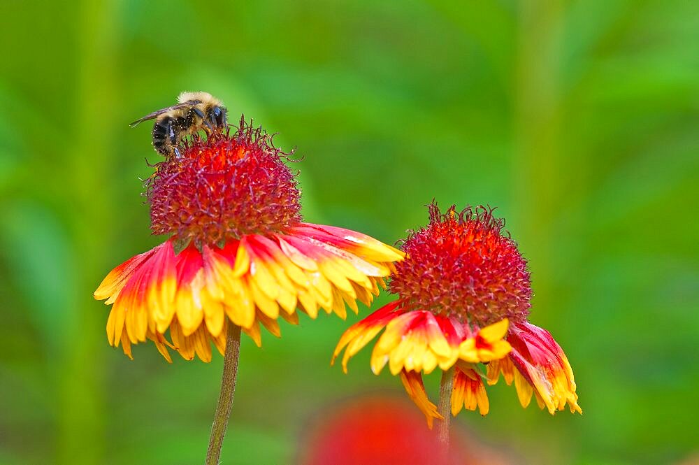 Bee on Flower