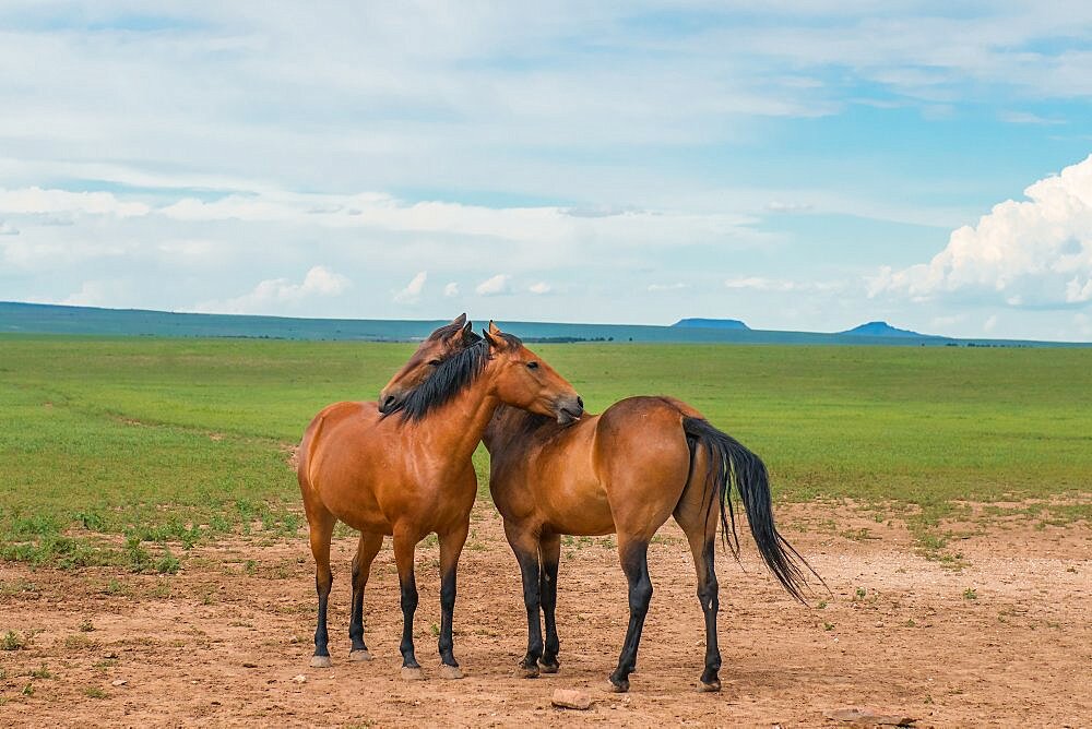 Horses Grooming