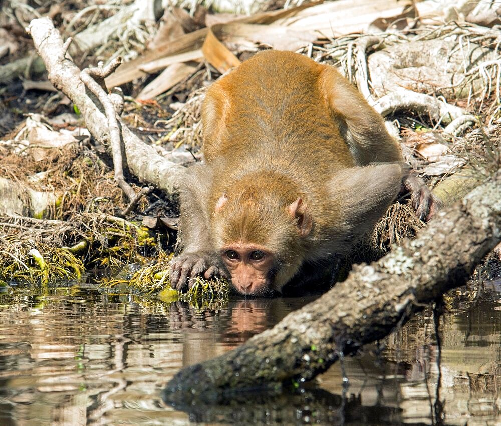 Rhesus Macaque Monkey