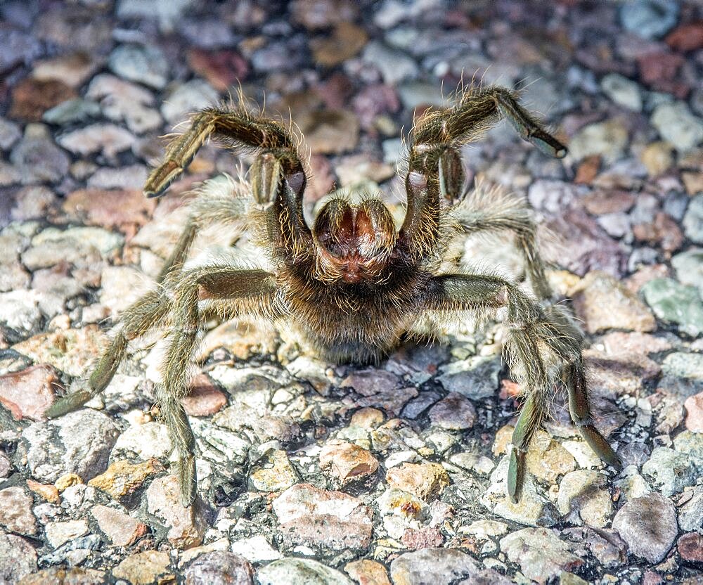 Texas Tarantula