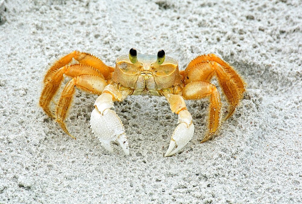 Ghost Crab