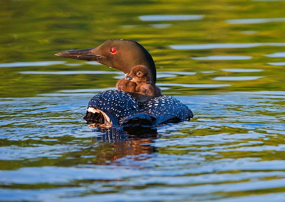 Loon and Chick