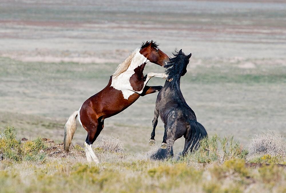 Fighting Mustangs