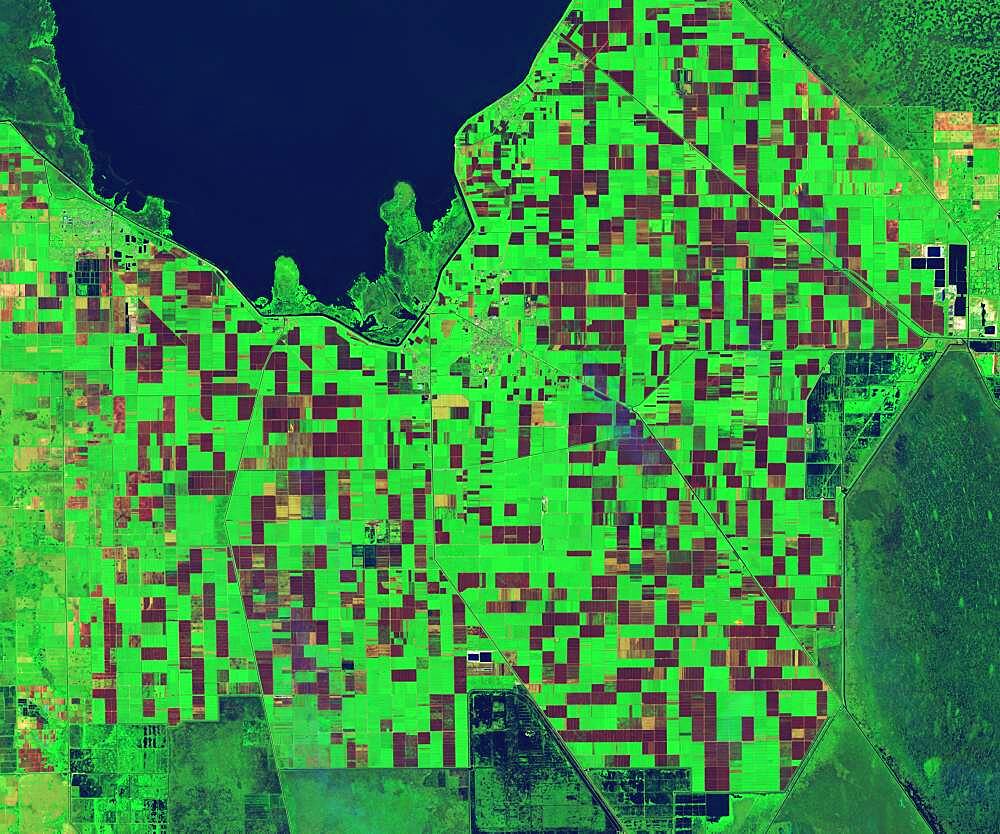 Sugarcane Fields, Controlled Burn, Infrared Satellite Image