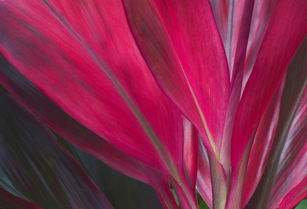 Red Ti leaves; National Tropical Botanical Garden - McBryde Garden, Lawai, Kauai, Hawaii.