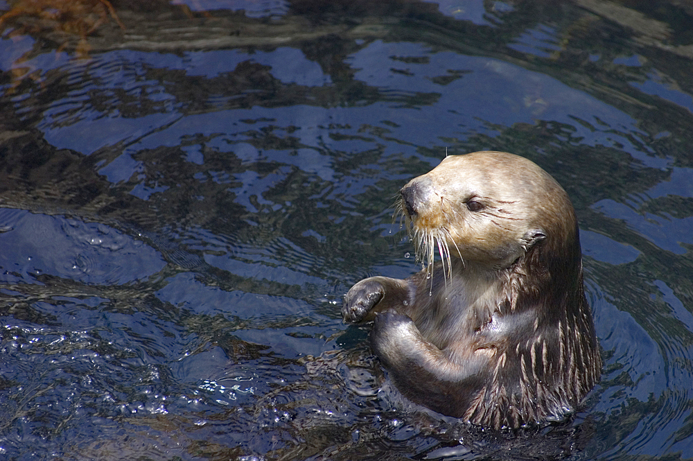 Sea Otter at Monterey Bay Aquarium; Monterey, California.