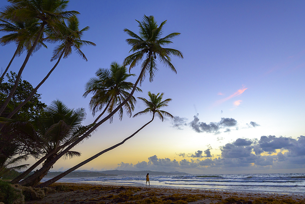 Woman walking on the beach at sunrise at Magdalena Grand Beach Resort on Tobago island, Trinidad and Tobago.