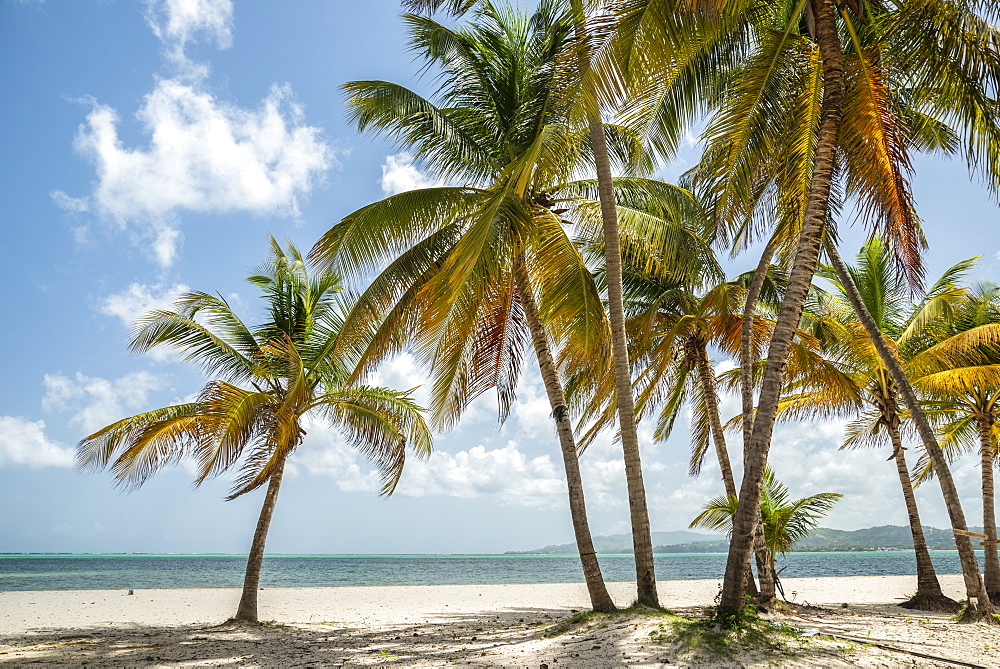 Beach and coconut palm trees at Pigeon Point Heritage Park on Tobago island, Trinidad and Tobago.