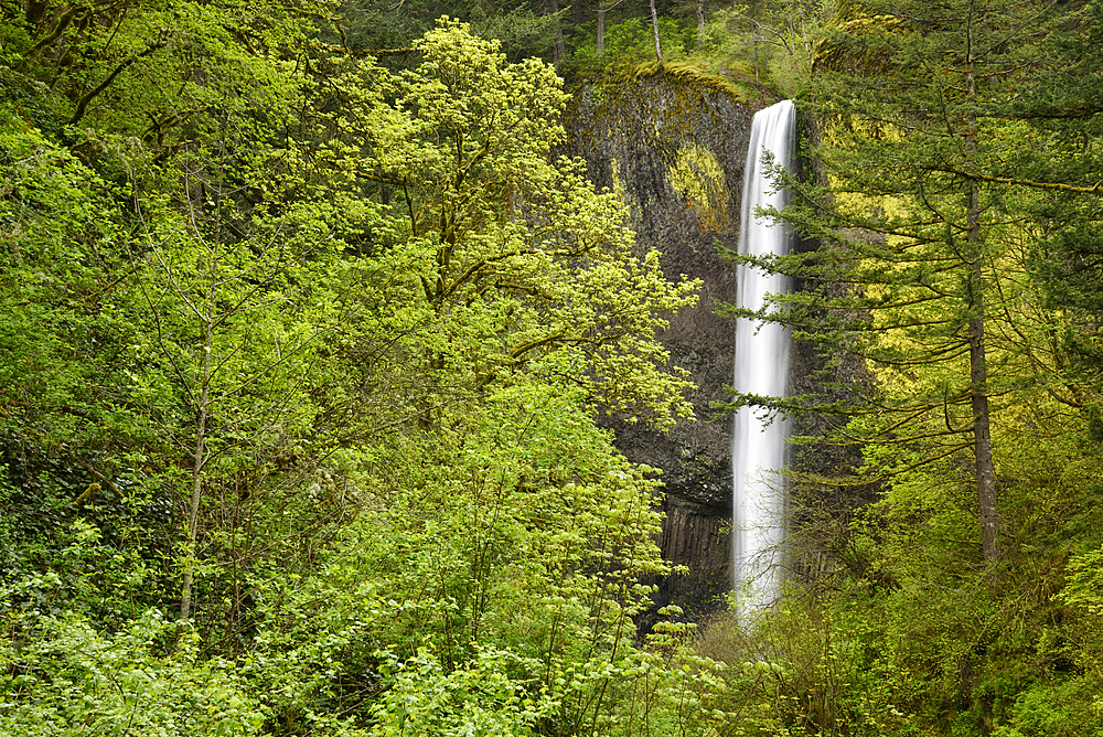 Latourell Falls, Guy Talbot State Park, Columbia River Gorge, Oregon.