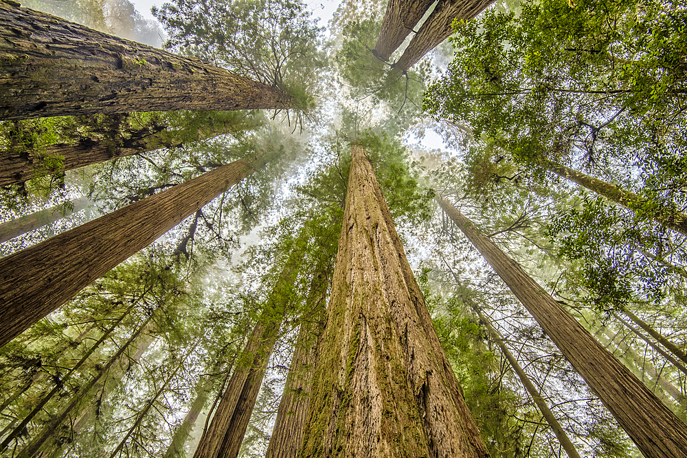 Redwood trees in Simpson-Reed Grove, Jedediah Smith State Park, California.