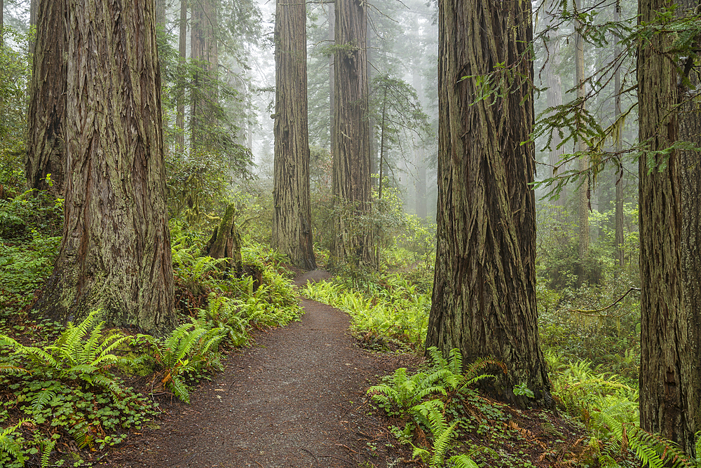 Trail through Lady Bird Johnson Grove, Redwoods State and National Parks, Calfornia.