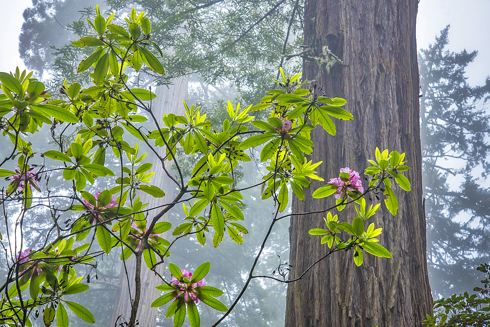 Rhododendrons, redwood trees and fog; Lady Bird Johnson Grove, Redwoods National and State Parks, California.