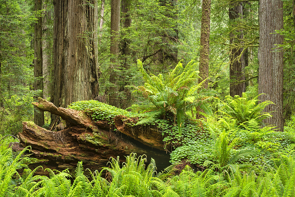 Ferns and redwood trees; Cal Barrel Road, Prairie Creek Redwoods State Park, California.