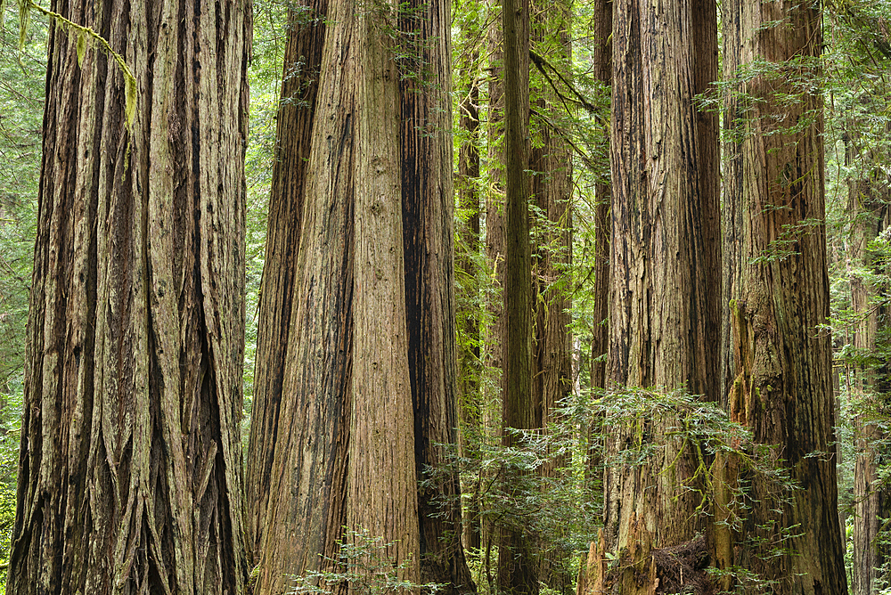 Giant redwood trees along Cal Barrel Road in Prairie Creek Redwoods State Park, California.