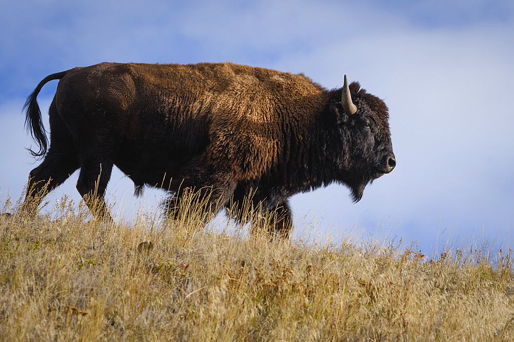 Bison in Lamar Valley, Yellowstone National Park, Wyoming, USA.